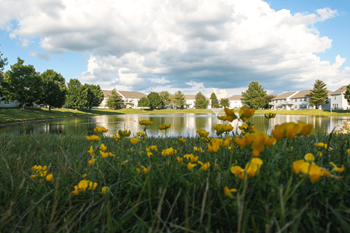 A field of yellow flowers in the foreground with a body of water and buildings in the background.